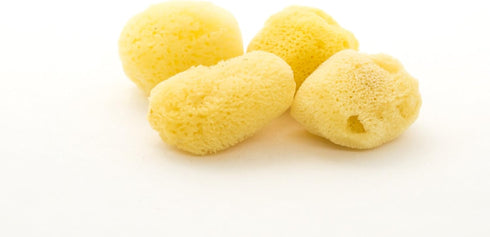 Set 1 1/2" 2" Nautical Crush Trading Hermit Crab Sea Sponges | Natural Sea Sponges for Hermit Crab Habitats | Four Sea