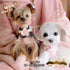 Small Dog Collar for Girls with Flower, Adjustable Puppy Collar with Bell, Little Dog Collar