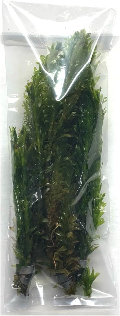 3X Marcus Fish Tanks Anacharis Elodea Densa Live Aqurium Plants