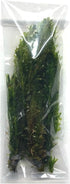 3X Marcus Fish Tanks Anacharis Elodea Densa Live Aqurium Plants