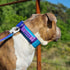 Spark Paws Tactical Dog Collar - Premium Quality, Robust Durable Design for Large Strong Breeds - Pitbulls, Boxers -