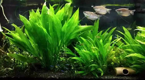 3X Marcus Fish Tanks - Amazon Sword Echinodorus Bleheri Easy Live Aquarium Plants for Aquatic Freshwater Fish Tank