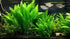 3X Marcus Fish Tanks - Amazon Sword Echinodorus Bleheri Easy Live Aquarium Plants for Aquatic Freshwater Fish Tank