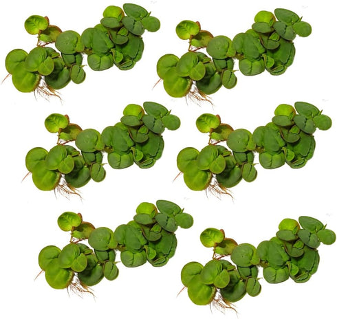 30+ Leaves Red Root Floaters | Phyllanthus Fluitans (+Free Bonus Plant) Live