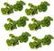 30+ Leaves Red Root Floaters | Phyllanthus Fluitans (+Free Bonus Plant) Live