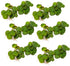 30+ Leaves Red Root Floaters | Phyllanthus Fluitans (+Free Bonus Plant) Live