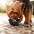 Kytely Large Collapsible Dog Bowls 2 Pack, 34oz Portable Dog Water Food Bowl with Clasp for Traveling