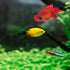 Silicone Artificial Fish Aquarium Decoration - High Simulation Lifelike Floating Fake Betta Fish Tank Ornament (Red