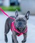 Blueberry Pet Valentine's Day Dog Leash - Velvety Soft-Touch Heart Flocking Lead for Medium Dogs, Lust Red, 5 ft x 3/4"