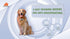 Touchscreen Automatic Bark Collar - Intelligent Bark Deterrent Device with Safe Sound Vibration Shock Mode