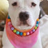 yanbirdfx Dogs Collar, Durable Pet Faux Pearls Necklace Pet Jewelry in Candy Colors, Multicolor