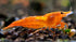 8+ 1/4 1/2 inch 8 Count (Pack 1) Orange Sunkist Neocaridina Freshwater Aquarium Shrimps to Long Live Arrival