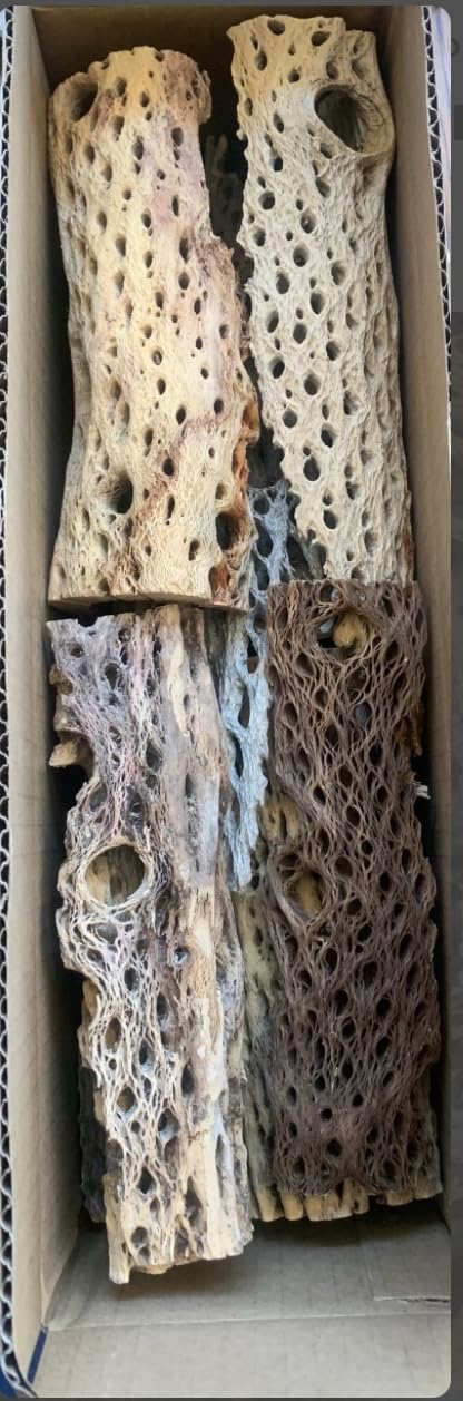 Teddy Bear Cholla Wood Shards Natural Hermit Crab Treats & Habitat Enrichment