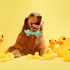 Maca Bates Duck Dog Collar with Bowtie, Adjustable Breakaway Green Summer Thick Collars for XS Small Medium Large XL