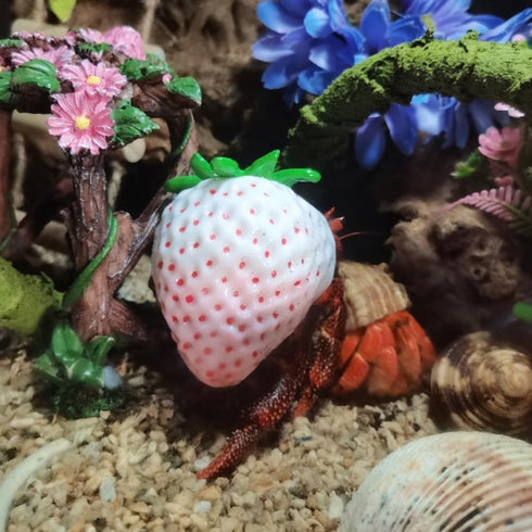 Opaeroo 3.5cm White Strawberries Shape Designs Hermit Crab Shells for Home Decorations Hermit Crab Supplies and DIY