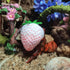 Opaeroo 3.5cm White Strawberries Shape Designs Hermit Crab Shells for Home Decorations Hermit Crab Supplies and DIY