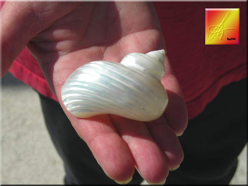 Florida Shells and Gifts Inc. (2-2.5") One Large Silver Turbo Shells Seashells Hermit Crabs Crafts Beach Decor