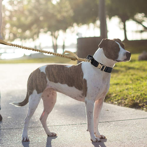 EXCELLENT ELITE SPANKER Tactical Dog Collar Military Adjustable Heavy Duty Training Collar with Metal Buckle