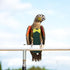 2XL UPKOCH Bird Diaper Flight Suit Reusable Parakeet Diaper Clothes for Pet Birds with Pad Dark Green Suitable