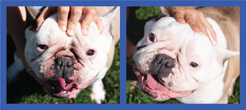 2 Pack 2 Oz. Squishface Wrinkle Paste - - Bulldog, French Bulldog, Pug, English Bulldog Cleans Wrinkles, Tear Stain