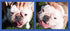 2 Pack 2 Oz. Squishface Wrinkle Paste - - Bulldog, French Bulldog, Pug, English Bulldog Cleans Wrinkles, Tear Stain