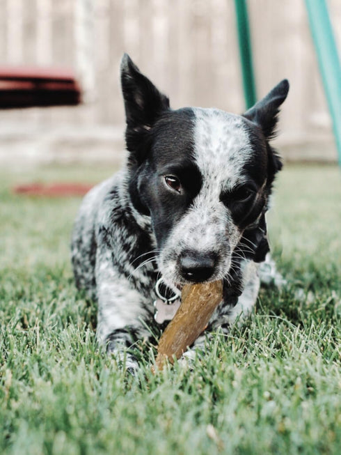 SPOT Coffee Wood Dog Chew Toy, 100% Natural Non-Splintering Wood, Durable for Aggressive Chewers
