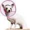 Cat Cone Collar, Recovery Elizabethan E-Collar for Kitten Puppy Dog, Clear Soft Neck, Not Block Vision, M in Rose