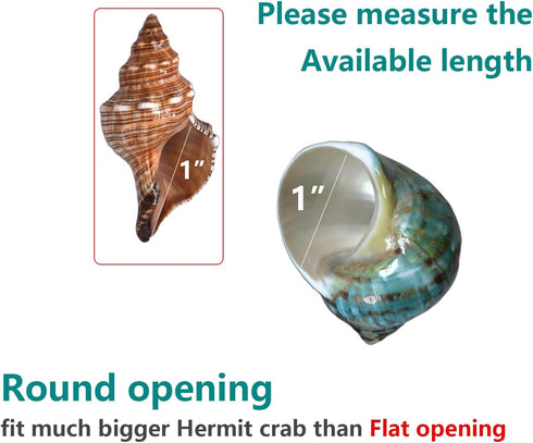 2pcs 1", (2pcs Medium Hermit Crab Shells, M Size Opening Natural Sea Conch, Turbo Seashells for Hermit Crab Supplies