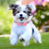 Bow Tie Dog Collar and Leash Set, Bling Rhinestone Puppy Collars with Bowtie for XXS XS Small Medium Large Dogs (Pink M)