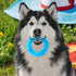 CTDWNT Summer,Dog Pet Teether Cooling Chew Toy for Dogs,Dog Cooling Chew Toys Puppy Teething Ring Freeze Dogs Toys