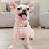 PetsHome Cat Collar and Dog Collar, Bling Rhinestones Premium PU Leather with Pendant, Adjustable Collars for Big Cat