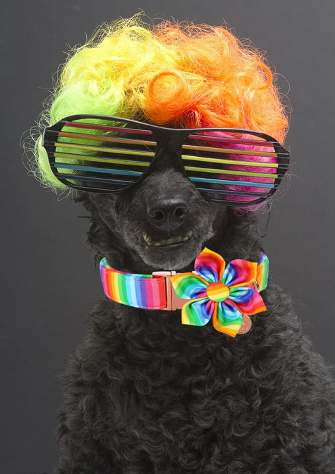 DOGWONG Cotton Pride Dog Collar, Rainbow LGBTQ Collar for Small Medium Large Dogs