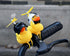 2.75 Inch DS. DISTINCTIVE STYLE Middle Finger Rubber Duck Yellow Rubber Duck with Propeller Helmet Funny Car Ornaments