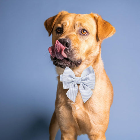 Adjustable Pet Bow Tie and Dog Collar for Small Medium Large Dogs - Cute Lady Bowtie Collar, Comfort Soft Cotton (Blue