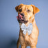 Adjustable Pet Bow Tie and Dog Collar for Small Medium Large Dogs - Cute Lady Bowtie Collar, Comfort Soft Cotton (Blue