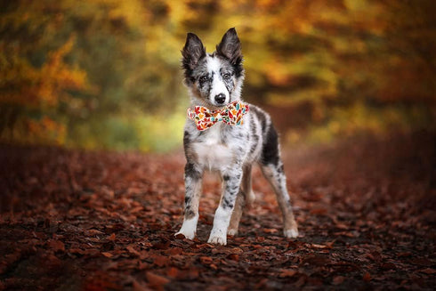 Elegant Little Tail Fall Dog Collar, Adjustable Soft Bow Tie Collar for Male or Female Small Dogs
