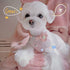 Small Dog Collar for Girls with Flower, Adjustable Puppy Collar with Bell, Little Dog Collar