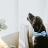 Adjustable Blue Print Dog Bow Collar, Durable Bowtie for Small Medium Large Dogs