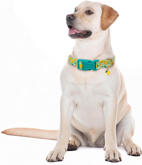 Adjustable Lightweight Cute Dog Collar for Girl Female Boy Dogs, Soft Summer Collar with Lemon Design for Small Medium