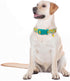 Adjustable Lightweight Cute Dog Collar for Girl Female Boy Dogs, Soft Summer Collar with Lemon Design for Small Medium