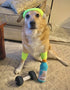 Nestpark Fitness Funny Dog Toys - Doggyade and Doggy Dumbbell Workout Parody - 2 Pack