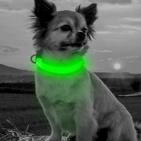 BSEEN Adjustable LED Dog & Cat Collar - Green, Rechargeable, Small Breeds, 8.5-11.8 inches, Lightweight, Reflective, 2
