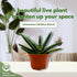 6 inch BubbleBlooms Sansevieria Boncel Starfish Rare Snake Plant