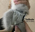 WCDJOMOP (3.9" 6.3"), Reusable Washable Squirrel Diapers, Highly Absorbent with Strong & Flexible Pants No Leak