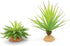 JIHAQUA Reptile Terrarium Decor 2-Piece Realistic Succulent Set,Lifelike Plastic Plants for Geckos, Bearded