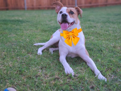 Maca Bates Dog Collar with Bowtie for Dogs, Adjustable Breakaway Yellow Collars for Small Medium Large XL