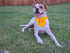 Maca Bates Dog Collar with Bow Bowtie - Solid Colors Adjustable Breakaway Yellow Collars for Dogs, Birthday Gift