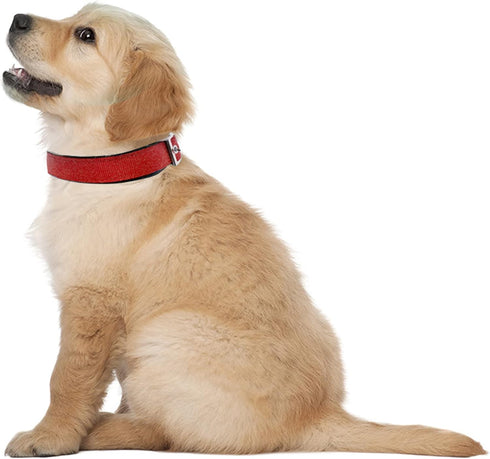 Downtown Pet Supply Deluxe Padded Adjustable Dog Collar, Metal Buckle & D-Ring, Water Resistant, Red, L