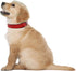 Downtown Pet Supply Deluxe Padded Adjustable Dog Collar, Metal Buckle & D-Ring, Water Resistant, Red, L