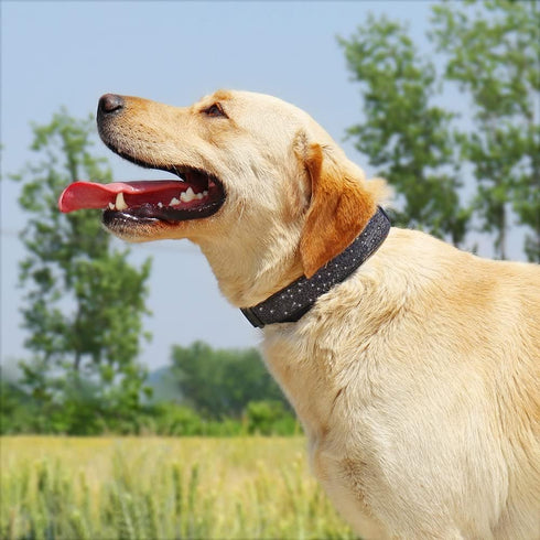 Glittering Basic Dog Collar, Adjustable Stylish Nylon for Small Medium Large Dogs, Eco-Friendly Plastic Buckle, Fit